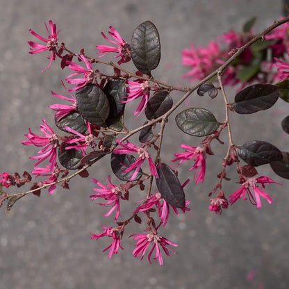 Buy Chinese Fringe Flower (Loropetalum Chinense)  – Plant Online at Lalitenterprise