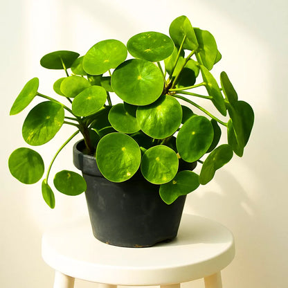 But Chinese Money Plant (Pilea Peperomioides) "Pancake" - Plant Online at Lalitenterprise