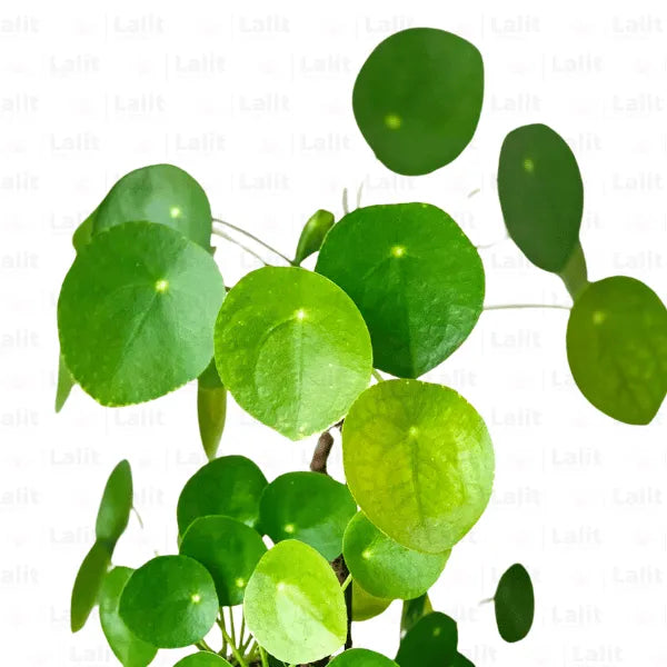 chinese money plant online india Chinese Money Plant (Pilea Peperomioides) "Pancake"