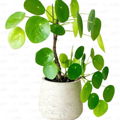 Buy Pilea peperomioides (Pancake) - Plants Online at Lalitenterprise