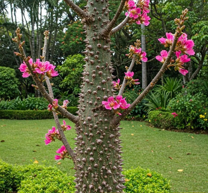 Buy Chorisia Speciosa (Silk Floss Tree) - Plant Online at Lalitenterprise
