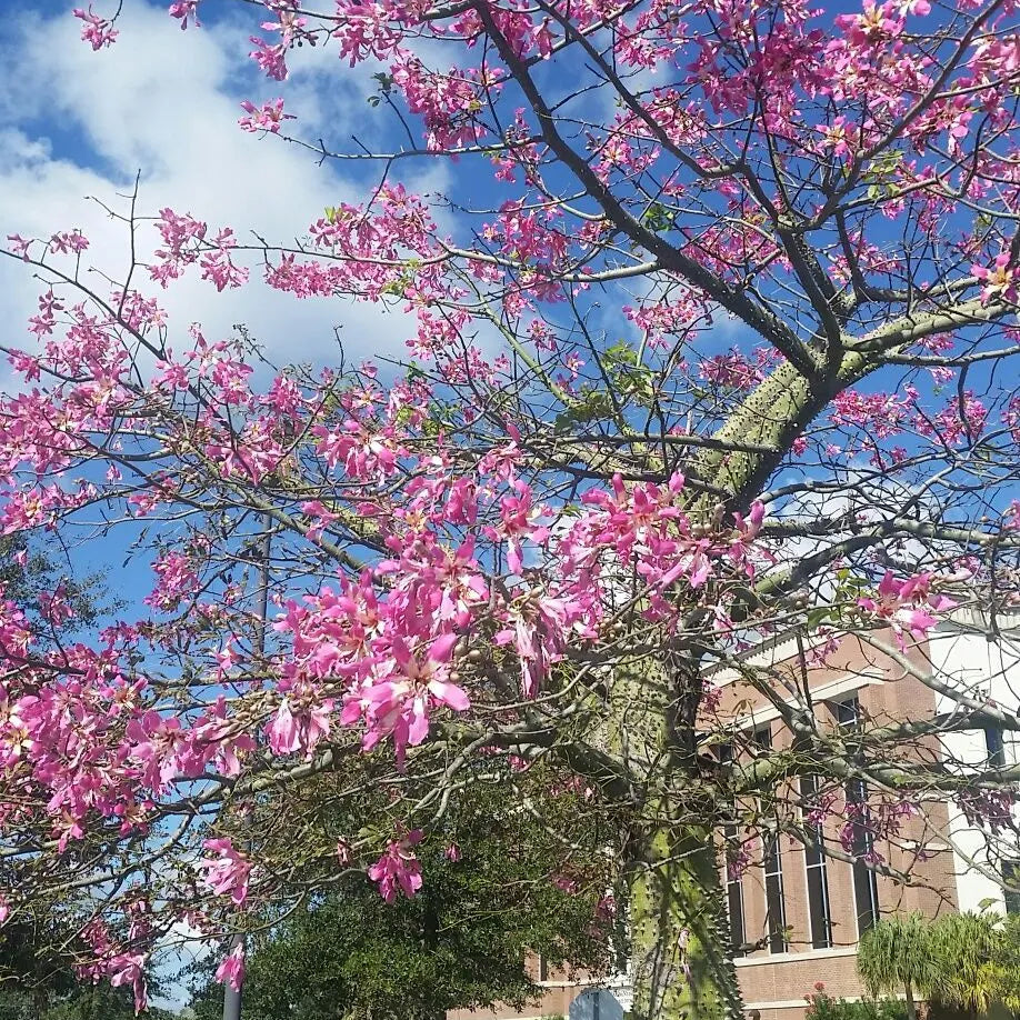 Buy Chorisia Speciosa (Silk Floss Tree) - Plant Online at Lalitenterprise