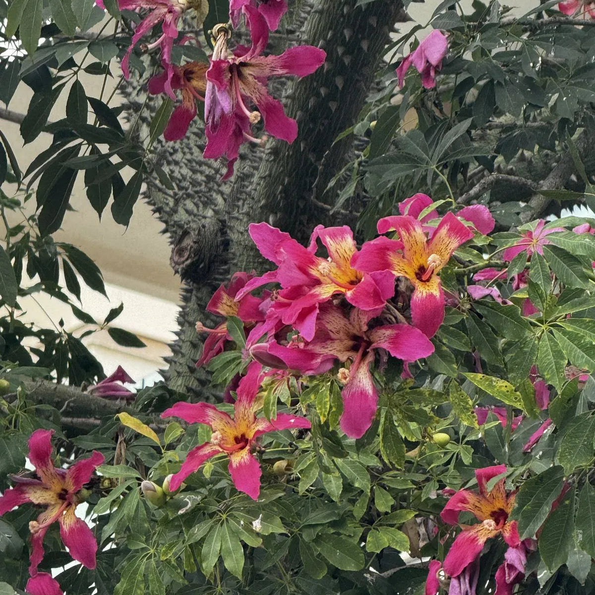 Buy Chorisia Speciosa (Silk Floss Tree) - Plant Online at Lalitenterprise