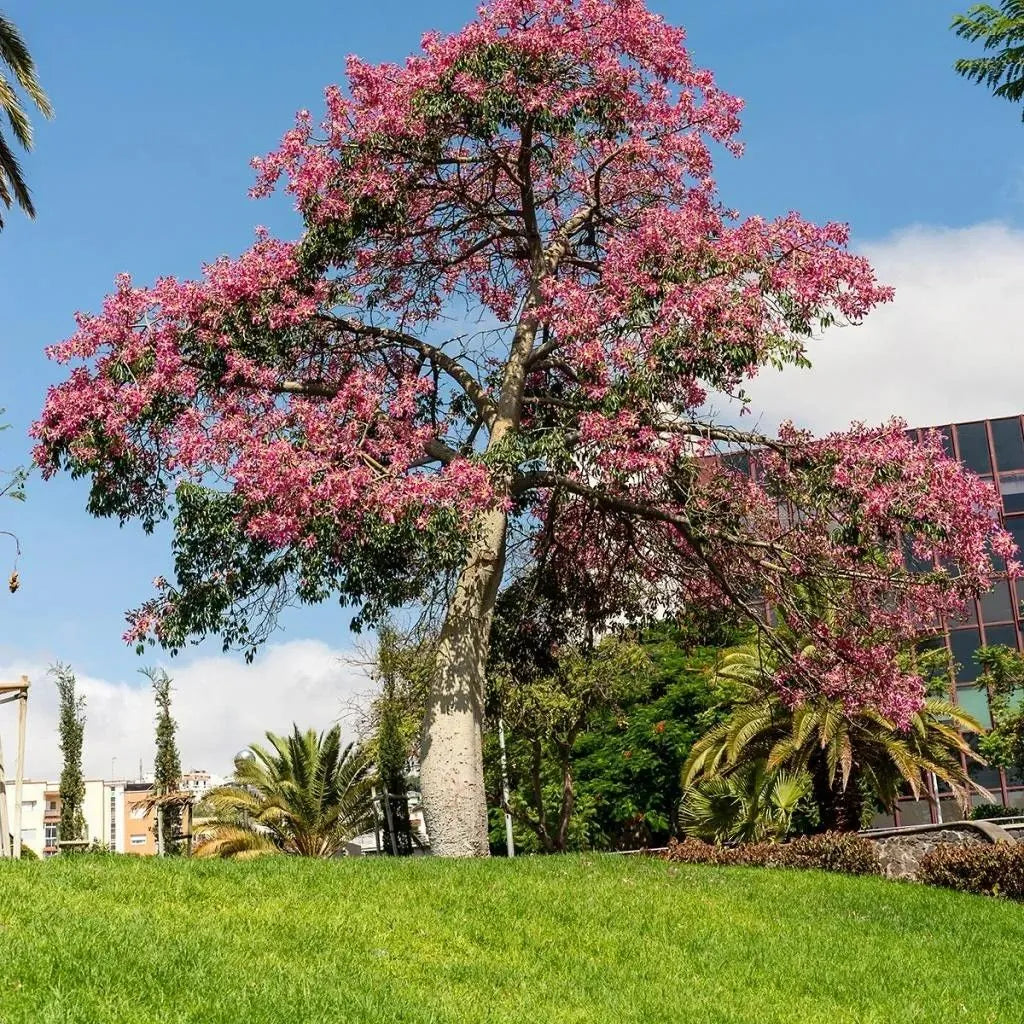 Buy Chorisia Speciosa (Silk Floss Tree) - Plant Online at Lalitenterprise