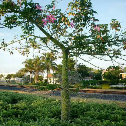 Buy Chorisia Speciosa (Silk Floss Tree) - Plant Online at Lalitenterprise