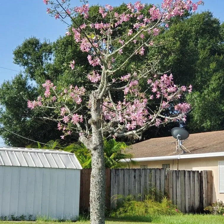 Buy Chorisia Speciosa (Silk Floss Tree) - Plant Online at Lalitenterprise
