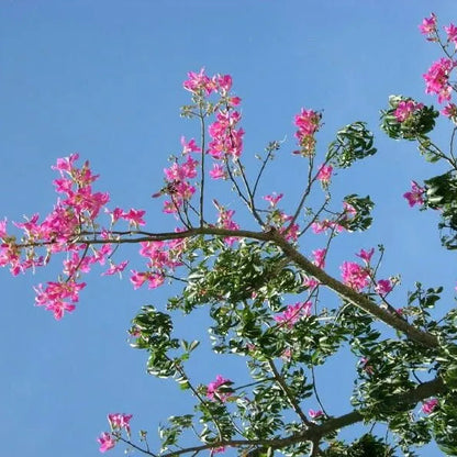 Buy Chorisia Speciosa (Silk Floss Tree) - Plant Online at Lalitenterprise