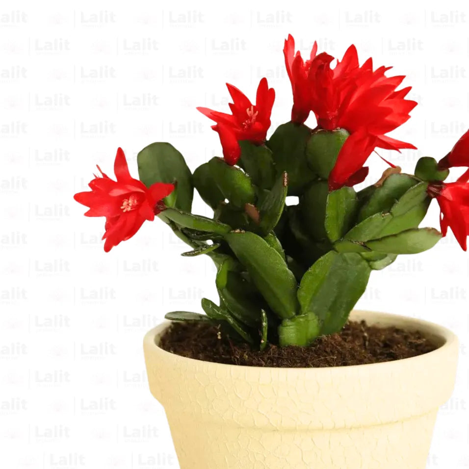 Buy Schlumbergera bridgesii Red - Plant Online at Lalitenterprise