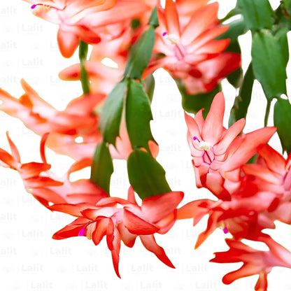 Buy Christmas Cactus (Schlumbergera bridgesii) - Plant Online at Lalitenterprise