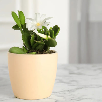 Buy Christmas Cactus White - Plant Online at Lalitenterprise