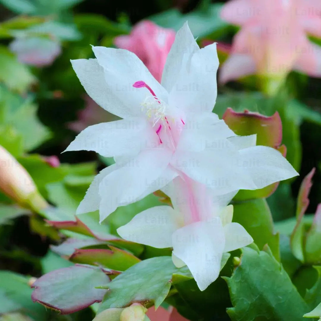 Buy Christmas Cactus White - Plant Online at Lalitenterprise