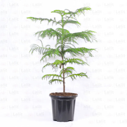 Buy Araucaria Columnaris - Plant Online at Lalitenterprise