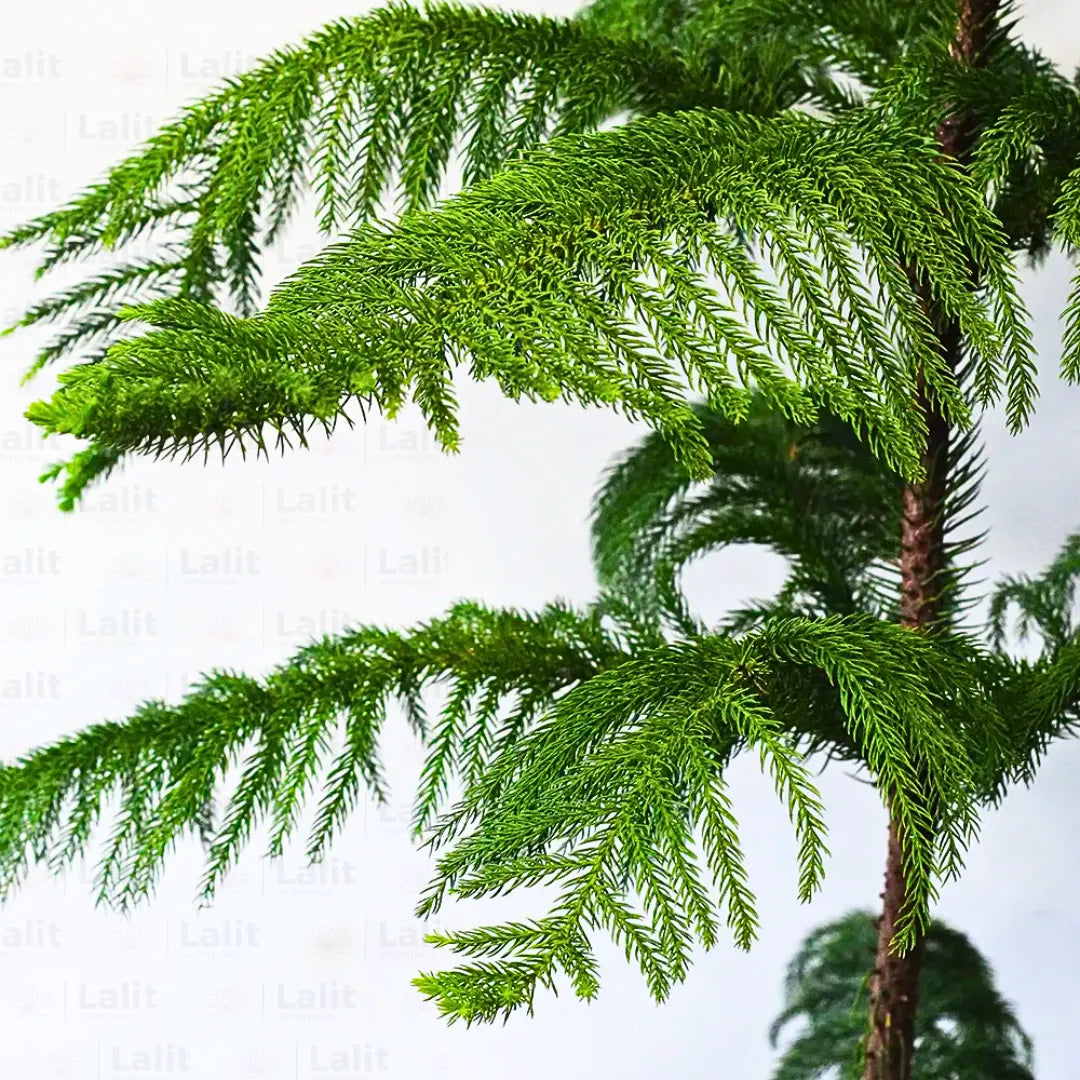 Buy Christmas Tree (Araucaria Columnaris) - Plant Online at Lalitenterprise