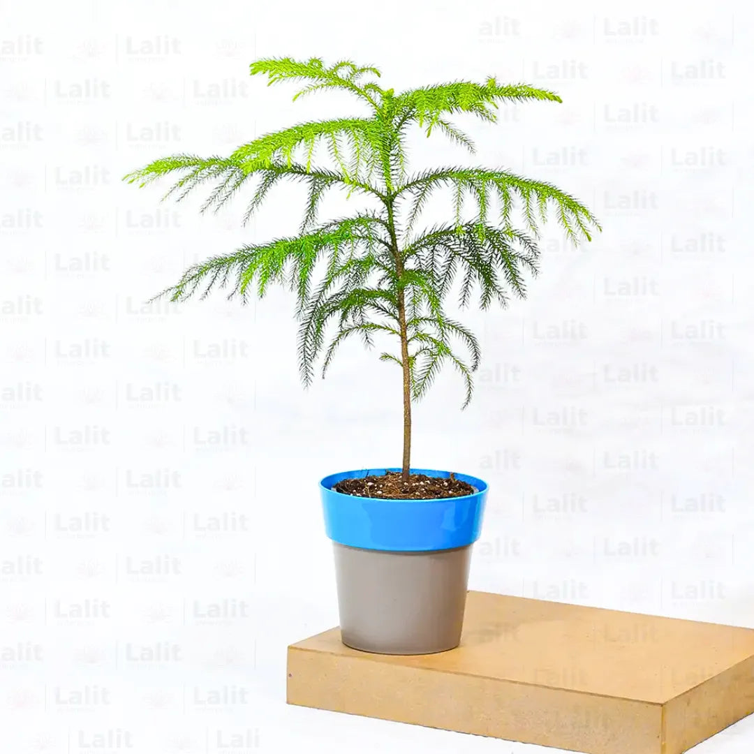 Buy Christmas Tree (Araucaria Columnaris) - Plant Online at Lalitenterprise