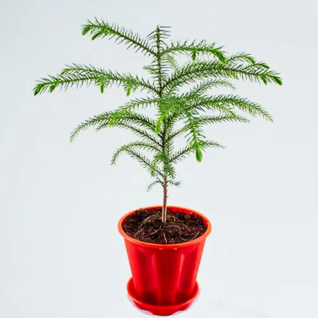 Buy Christmas Tree Plant Online at Lalitenterprise