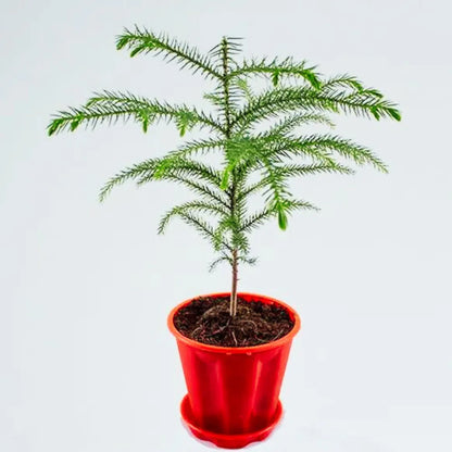 Buy Christmas Tree Plant Online at Lalitenterprise