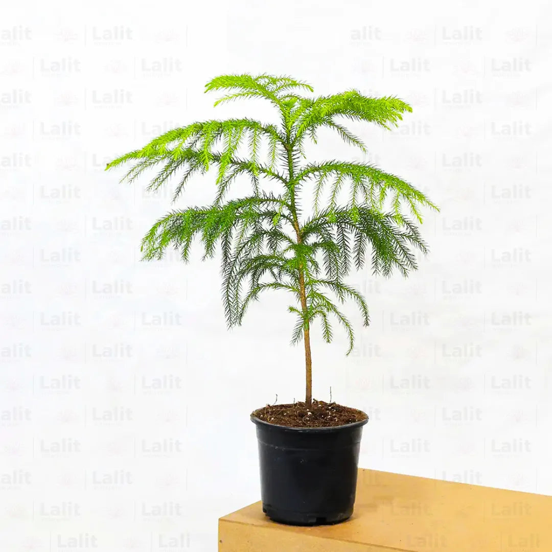 is christmas tree an indoor plant Christmas Tree (Araucaria Columnaris)
