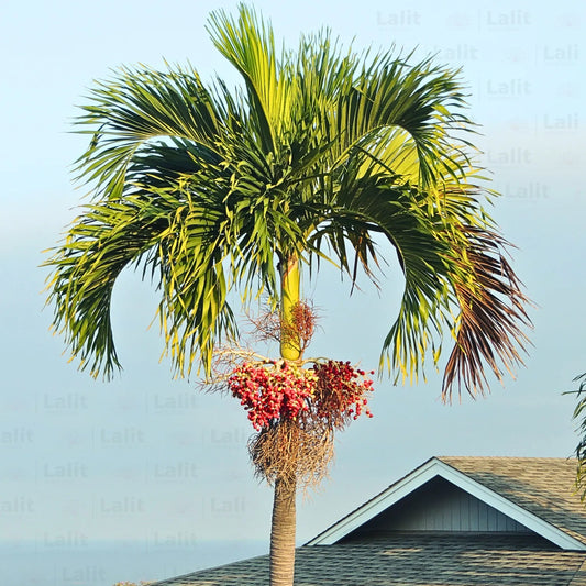 Buy Christmas Palm - Plant Online at Lalitenterprise