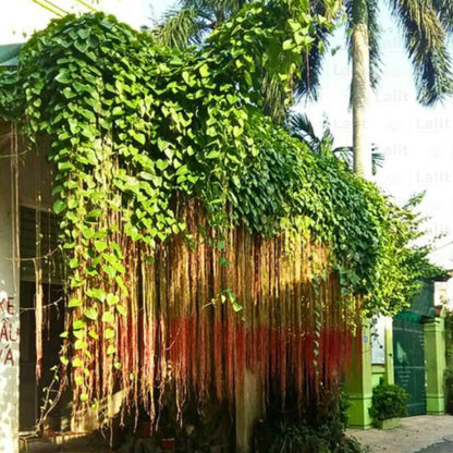 Buy Cissus Nodosa "Creeper" - Plant Online at Lalitenterprise