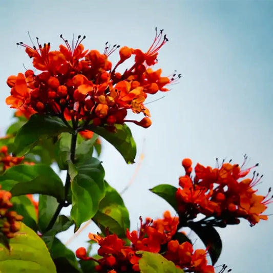 Buy Clerodendrum Splendens Plant - Lalit enterprise