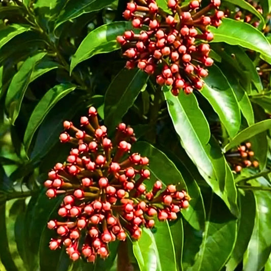 Buy Clove, Laung (Lawang) | Syzygium Aromaticum - Plant Online at Lalitenterprise