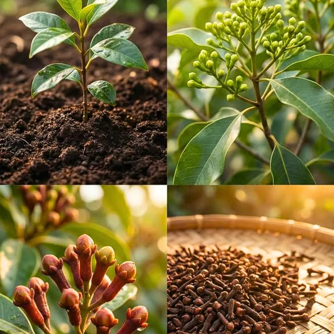 Buy Syzygium Aromaticum - Plant Online at Lalitenterprise