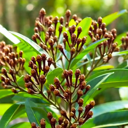 Buy Clove, Laung (Lawang) | Syzygium Aromaticum - Plant Online at Lalitenterprise