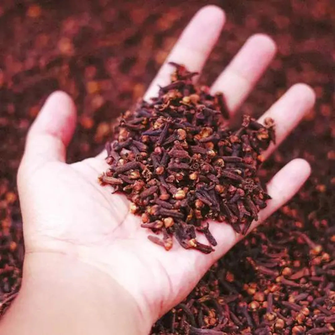 Buy Clove, Laung - Plant Online at Lalitenterprise