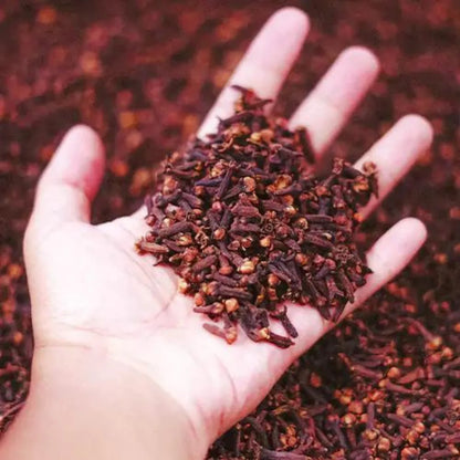 Buy Clove, Laung - Plant Online at Lalitenterprise