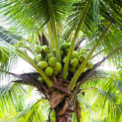 Buy Nariyal Coconut Tree "Green" (Cocos Nucifera) - Plant Online at Lalitenterprise