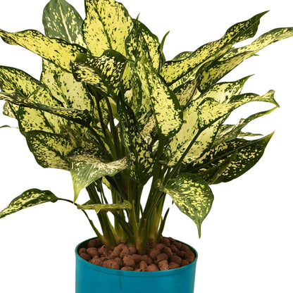 Buy Snow white AGLAONEMA Plant with LECA balls Online at Lalitenterprise