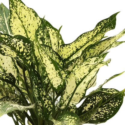 Buy Snow white AGLAONEMA Plant  Online at Lalitenterprise