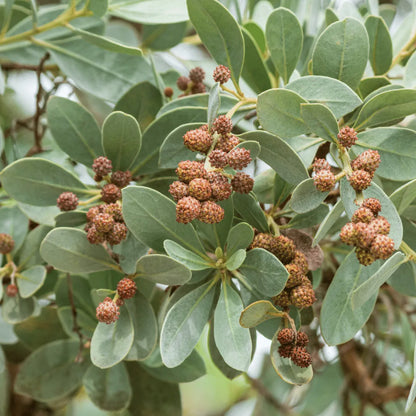 Buy Conocarpus Erectus (Silver Buttonwood) Plant Online at Lalitenterprise