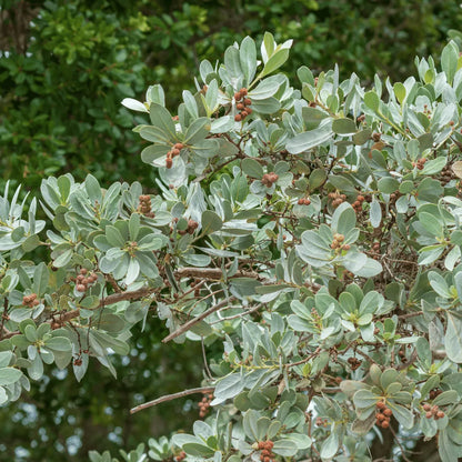Buy Silver Buttonwood Plant Online at Lalitenterprise