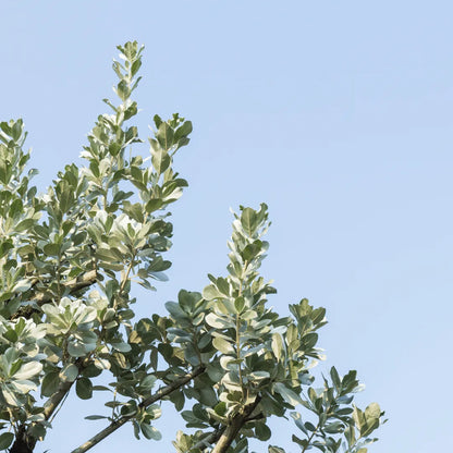 Buy Conocarpus Erectu Plant Online at Lalitenterprise