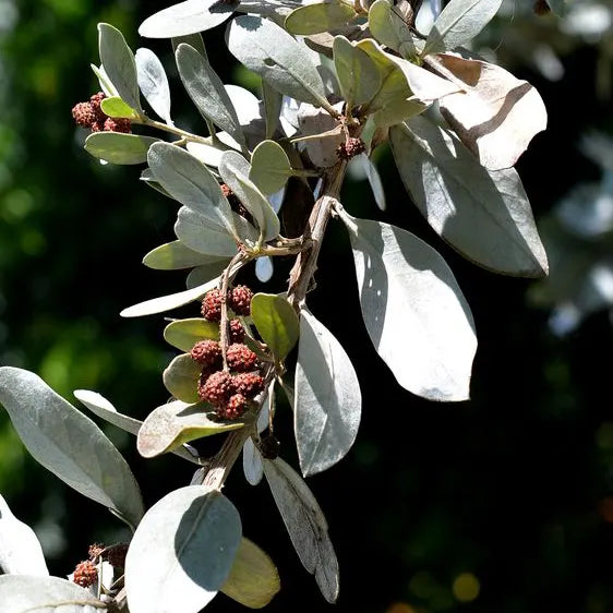 Buy Conocarpus Erectus (Silver Buttonwood) Plant Online at Lalitenterprise