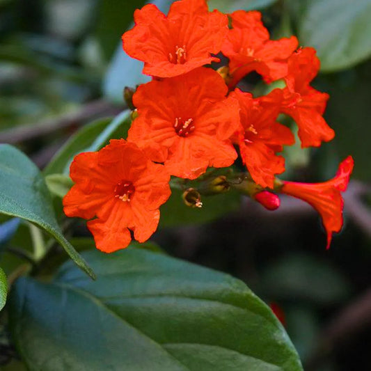 Buy Geiger Tree, (Cordia Sebestena) - Plant Online at Lalitenterprise