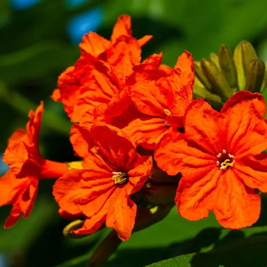 Buy Geiger Tree, (Cordia Sebestena) - Plant Online at Lalitenterprise