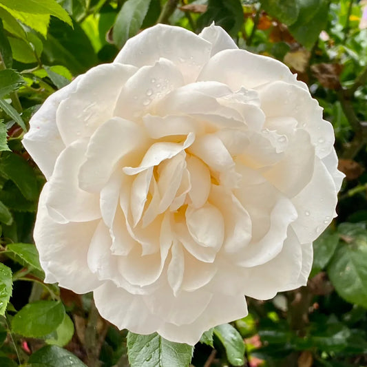 Buy Creamy White Rose - Plant Online at Lalitenterprise