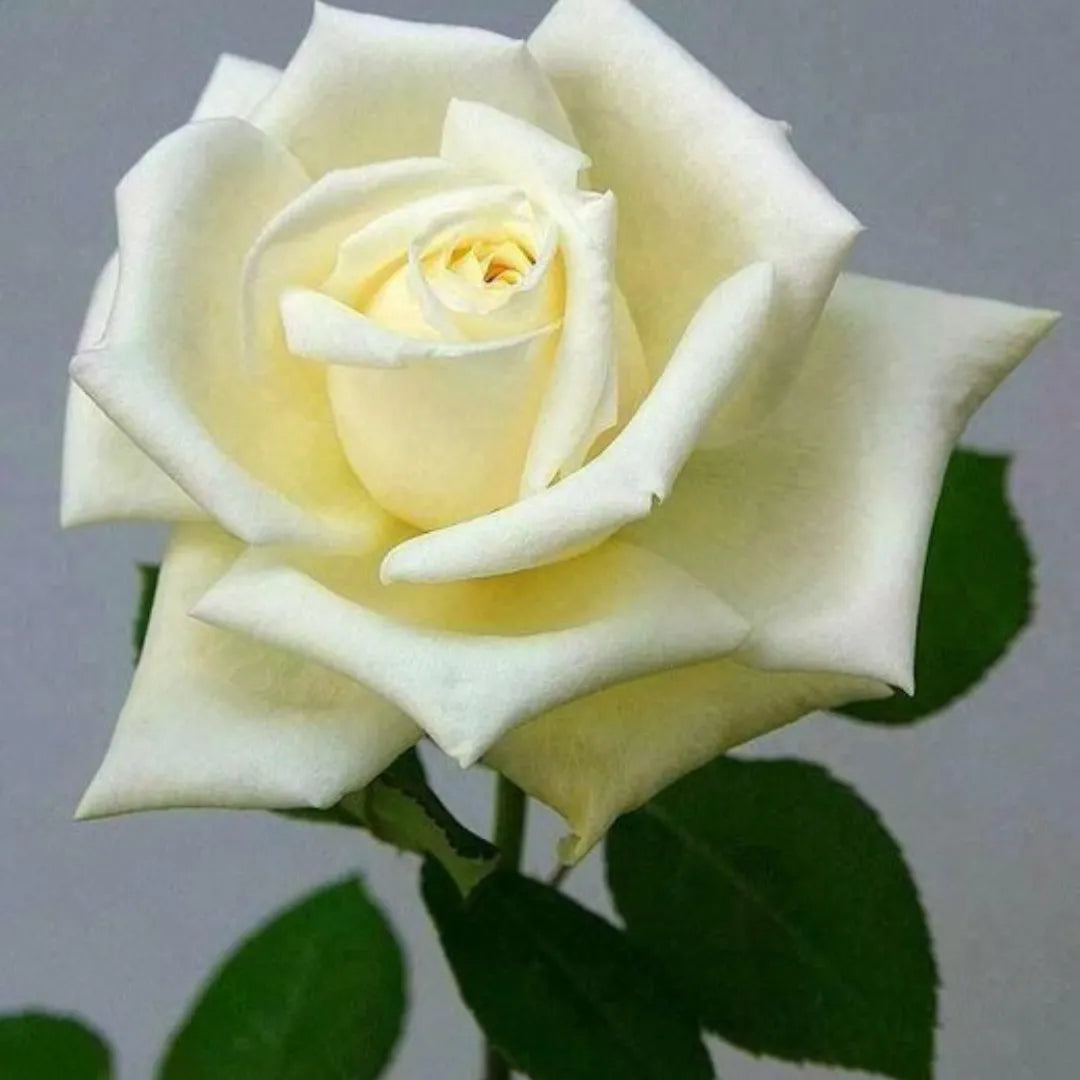 Buy Creamy White Rose - Plant Online at Lalitenterprise