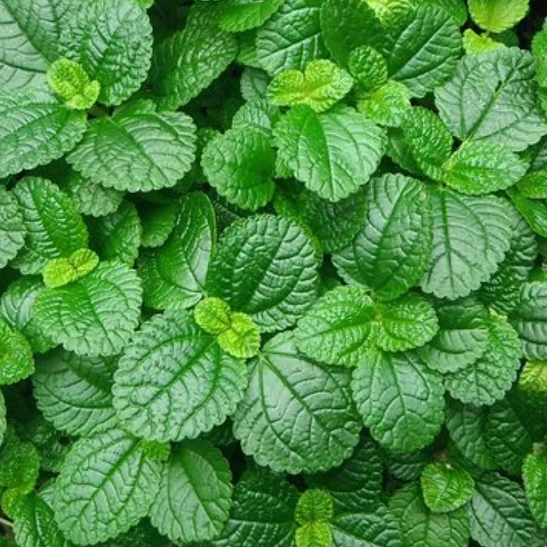 Buy Pilea Nummulariifolia - Plant Online at Lalitenterprise