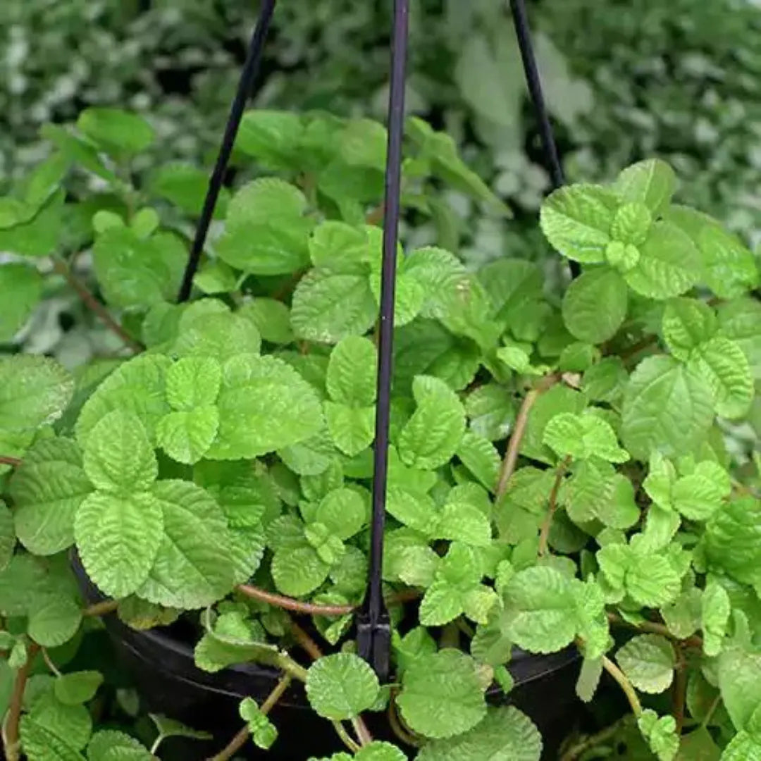 Buy Creeping Charlie (Pilea Nummulariifolia) - Plant Online at Lalitenterprise