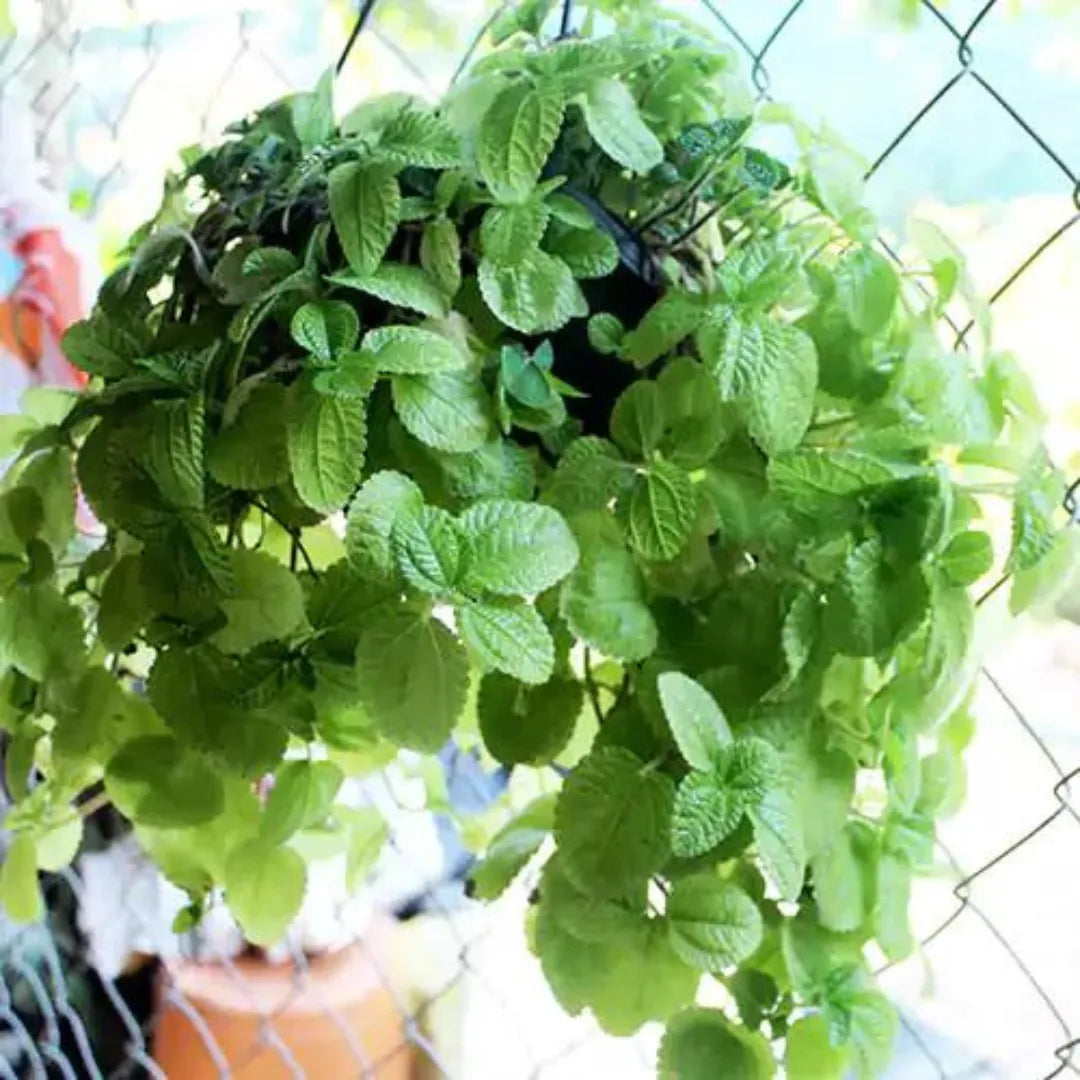 Buy Creeping Charlie - Plant Online at Lalitenterprise