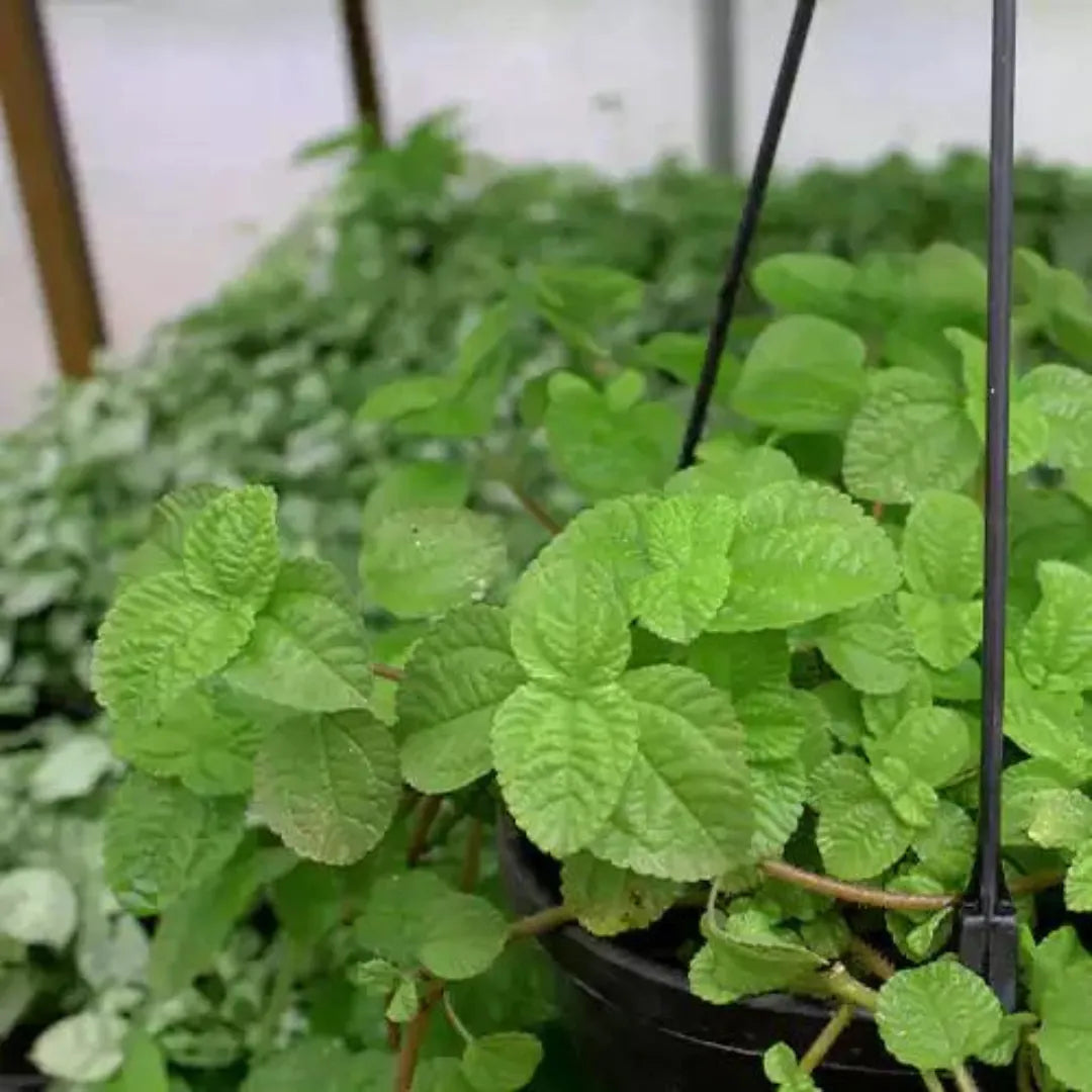 Buy Creeping Charlie (Pilea Nummulariifolia) - Plant Online at Lalitenterprise