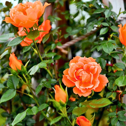 Buy Creeping, Climbing Rose "Orange" - Plant Online at Lalitenterprise