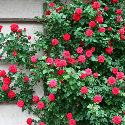 Buy Creeping, Climbing Rose Plant ( Red ) Online at Lalitenterprise