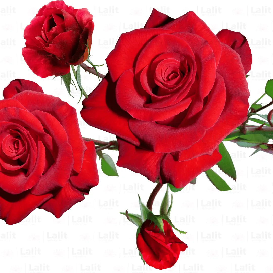 Buy Creeping, Climbing Rose Plant ( Red ) Online at Lalitenterprise