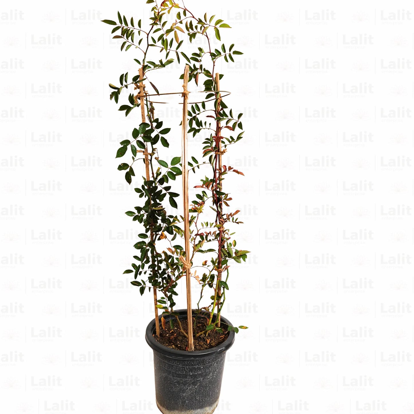 Buy Creeping  Rose Plant (Pink) Online at Lalitenterprise