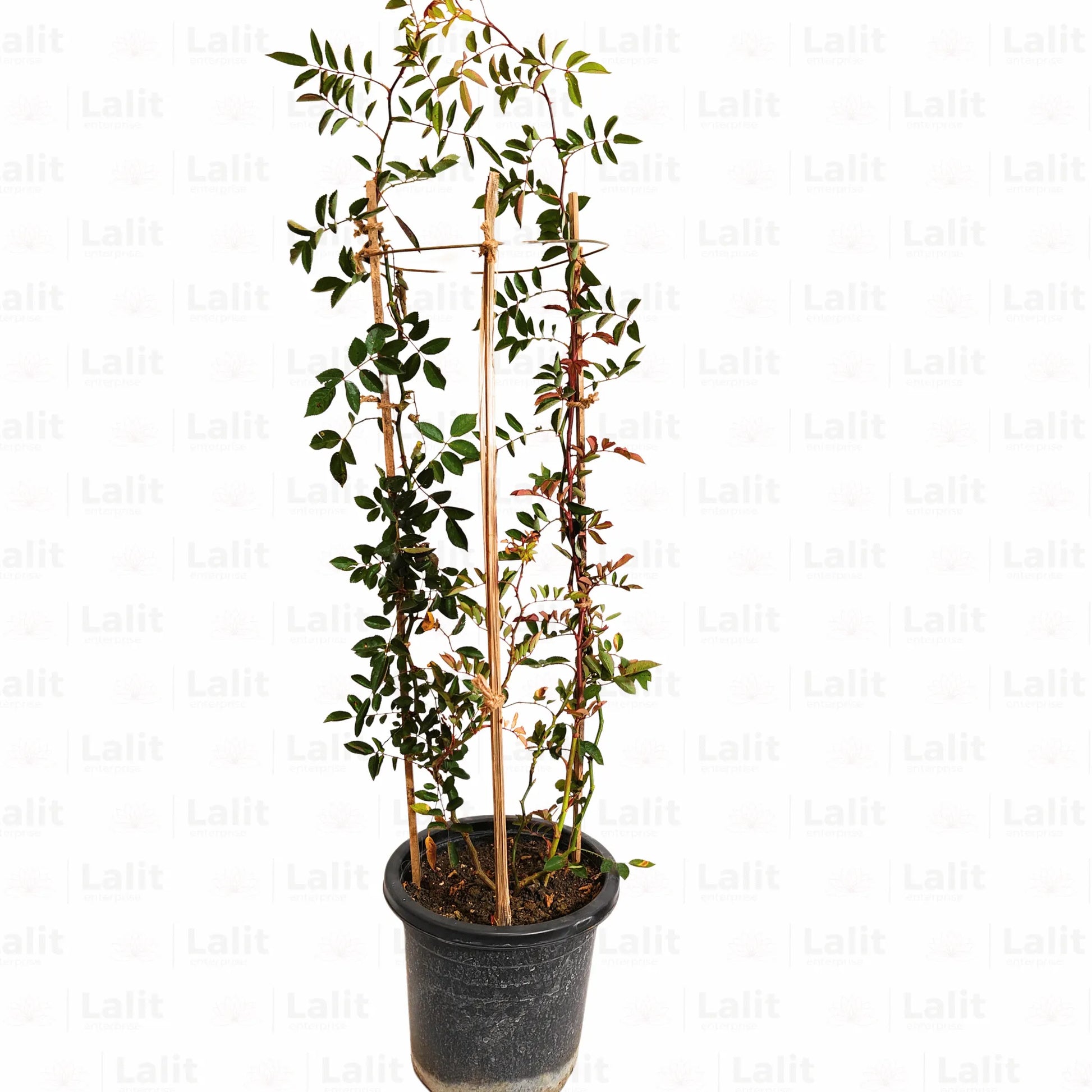 Buy Creeping  Rose Plant (Pink) Online at Lalitenterprise