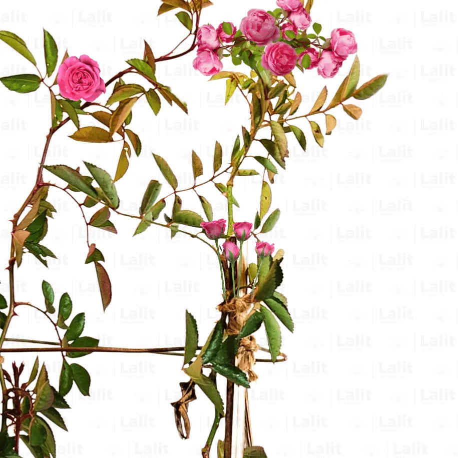 Buy Creeping Rose Plant (Pink) Online at Lalitenterprise